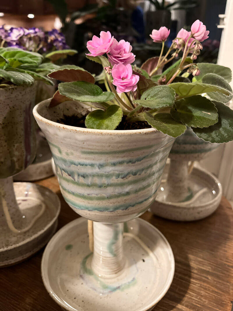 succulent plants pots Prestige Succulent Planter main image 0